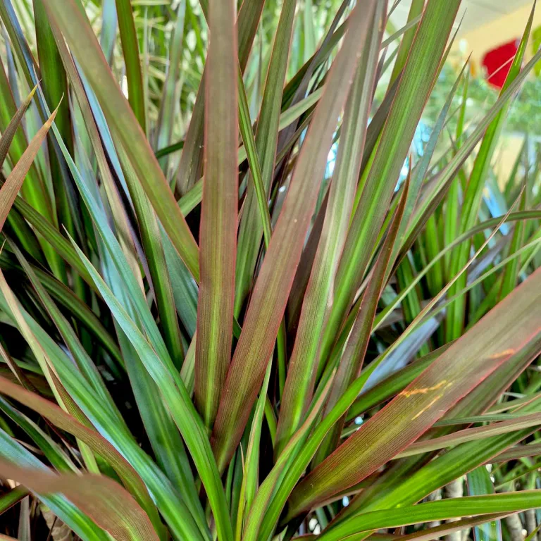 Dracena obrzeżona (Dracaena marginata 'Magenta') 90cm