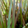 Dracena obrzeżona (Dracaena marginata ‘Magenta’) 85-95cm