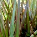 Dracena obrzeżona (Dracaena marginata 'Magenta') 90cm
