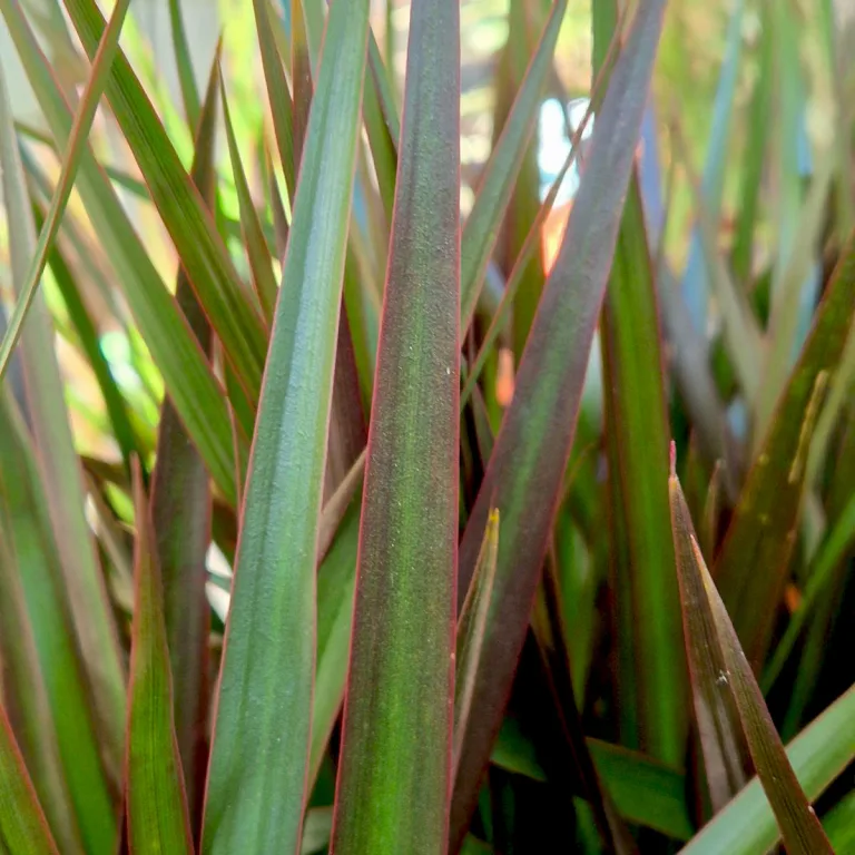 Dracena obrzeżona (Dracaena marginata 'Magenta') 90cm