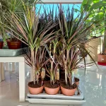 Dracena obrzeżona (Dracaena marginata 'Magenta') 90cm