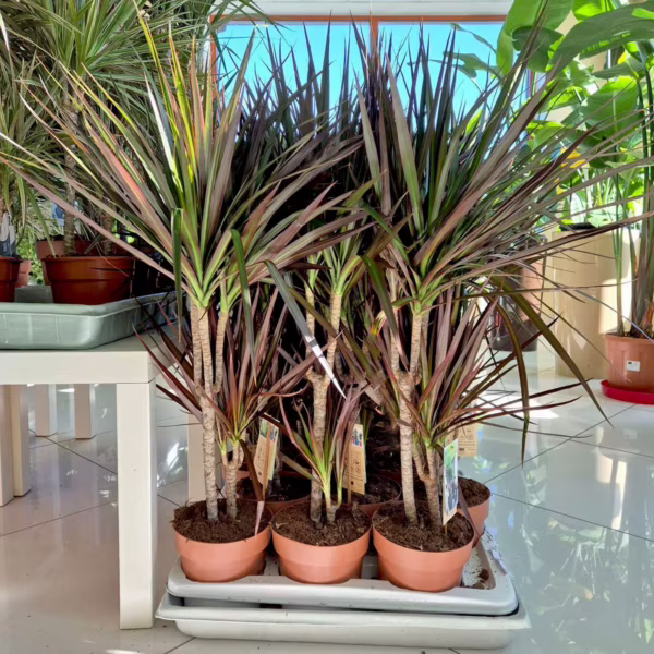 Dracena obrzeżona (Dracaena marginata 'Magenta') 85-95cm