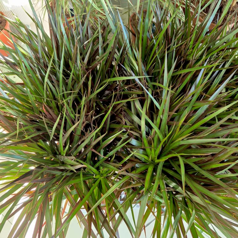 Dracena obrzeżona (Dracaena marginata 'Magenta') 90cm