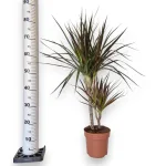 Dracena obrzeżona (Dracaena marginata 'Magenta') 90cm