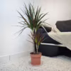 Dracena obrzeżona (Dracaena marginata ‘Magenta’) 85-95cm