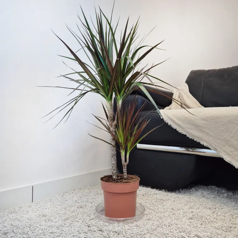 Dracena obrzeżona (Dracaena marginata 'Magenta') 90cm