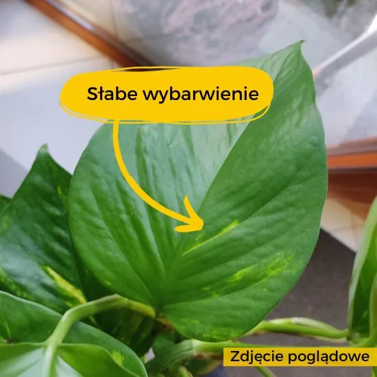 Epipremnum słabe wybarwienie liści