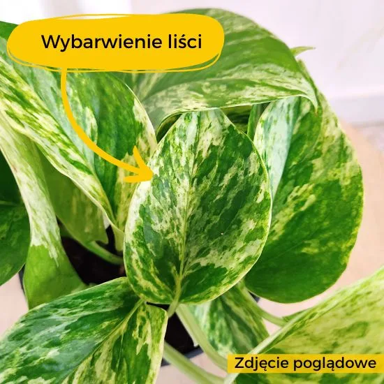 Epipremnum słabe wybarwienie liści