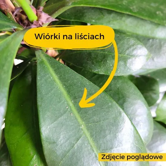 ekologiczna ochrona roślin