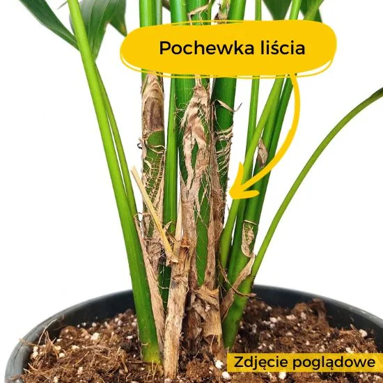 Suche włókna na liściach