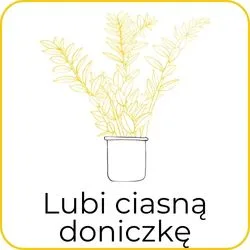 zamiokulkas jaka doniczka