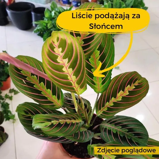 maranta ruchy rośliiny