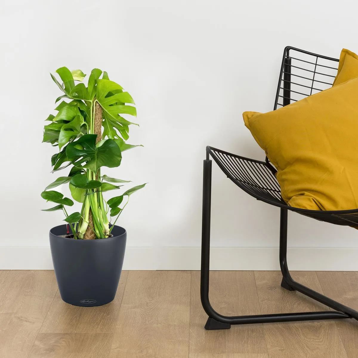 Monstera- wymagania i uprawa w warunkach domowych | Blog KwiatyDonice.pl