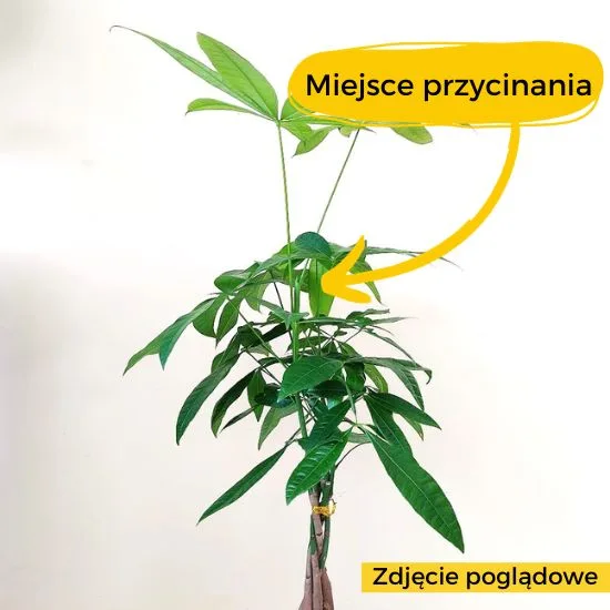 pachira gdzie przyciąć