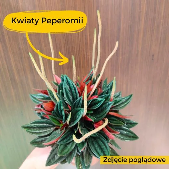 peperomia