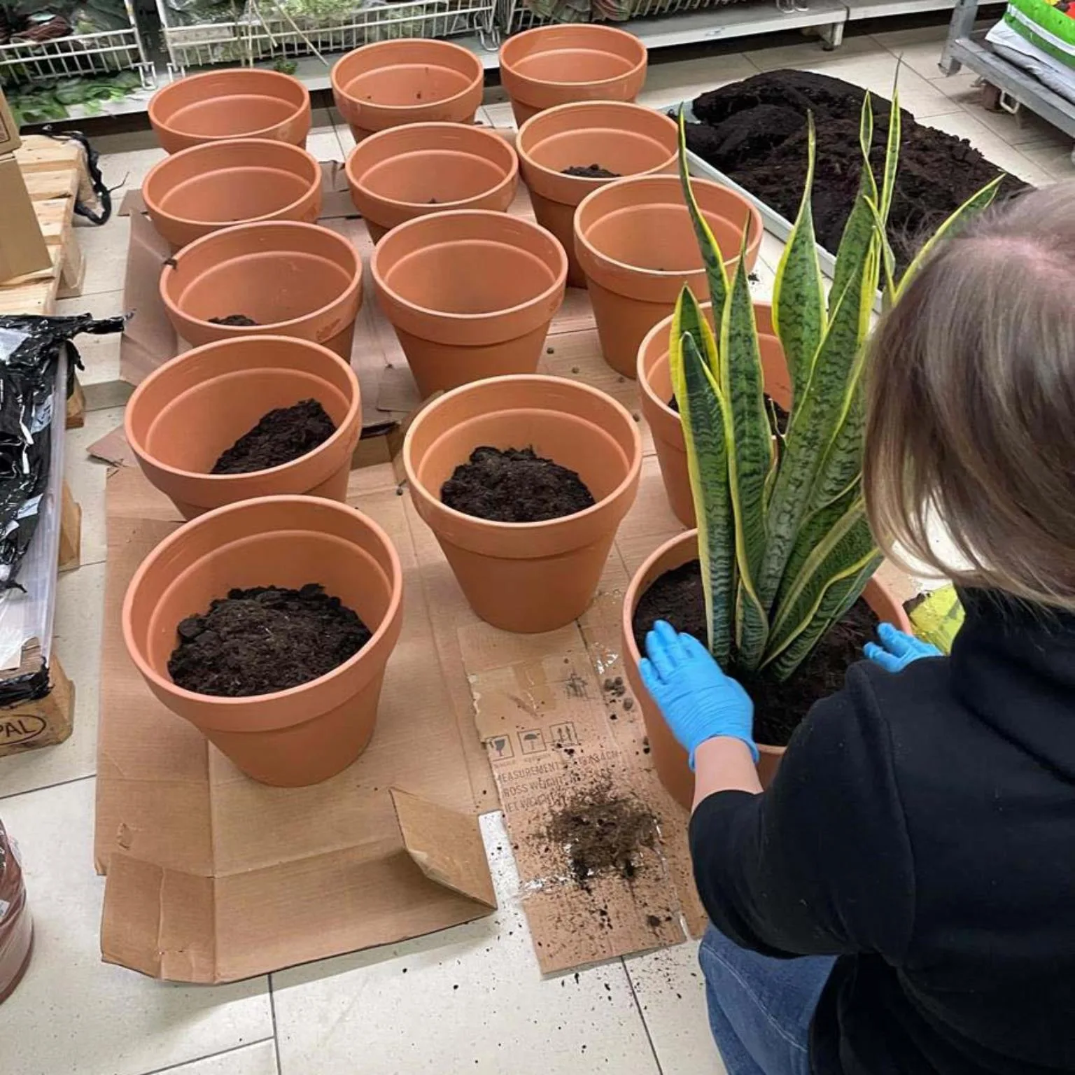 Przesadzanie roślin