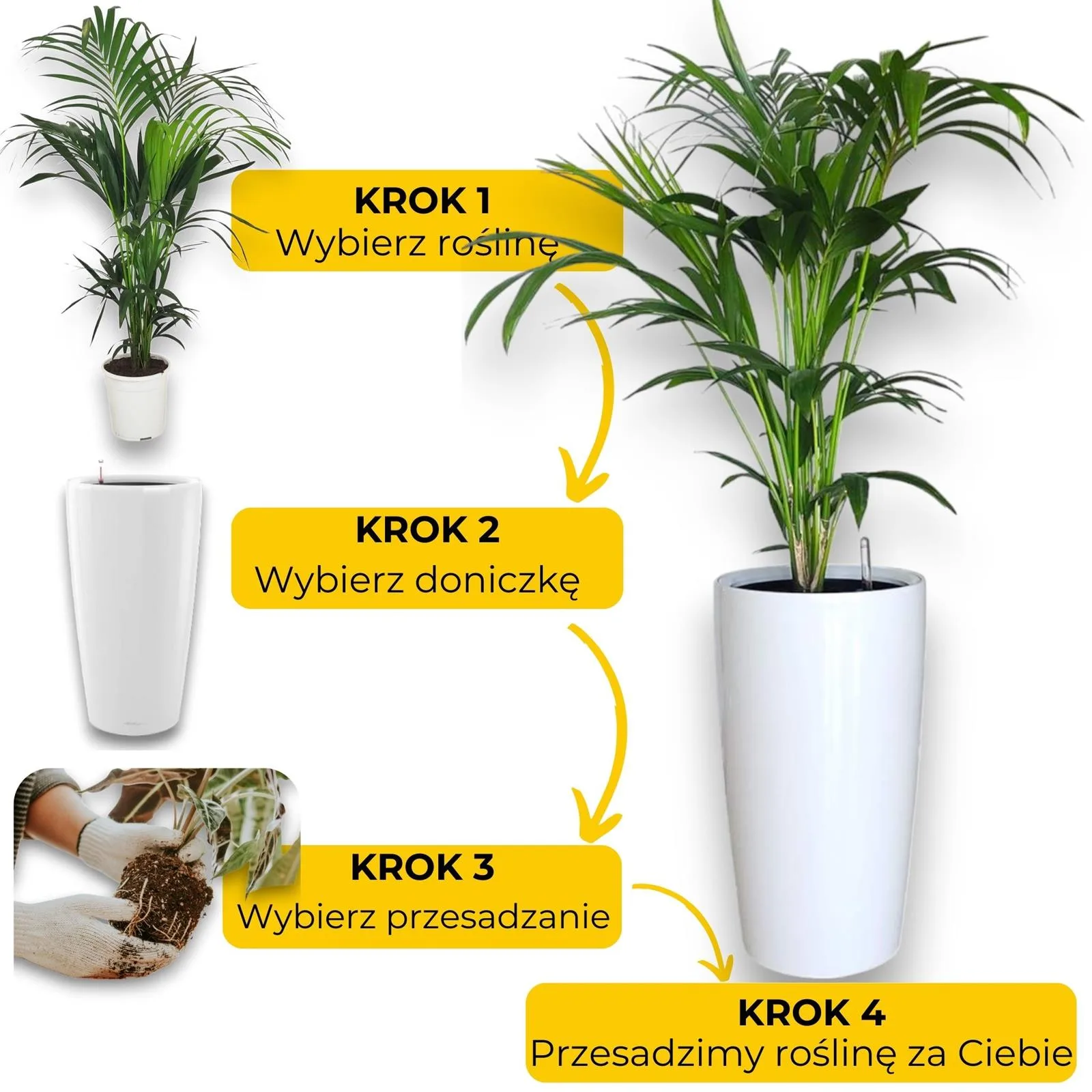 Jak otrzymać przesadzoną roślinę