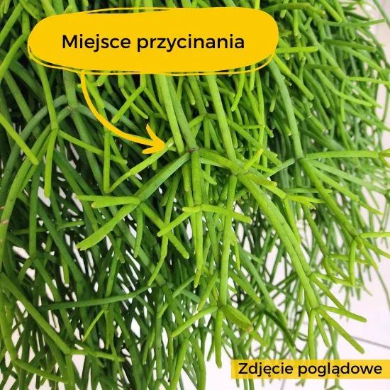 przycinanie rhipsalisa