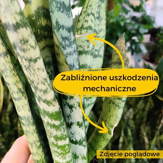 sansewieria uszkodzenia na liściach