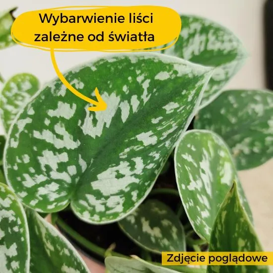 słabe wybarwienie liści