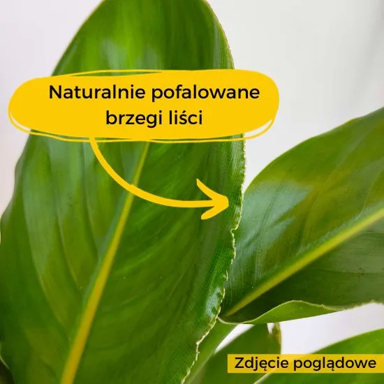 pęknięcia na liściach strelicji