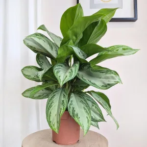 Aglaonema (Aglaonema 'Silver Bay') 60cm