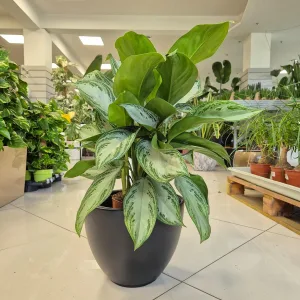 Aglaonema (Aglaonema 'Silver Bay') 60cm