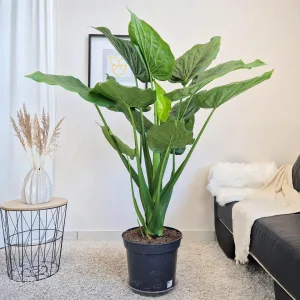 Alokazja łopatkowata (Alocasia 'Cucullata') 150cm
