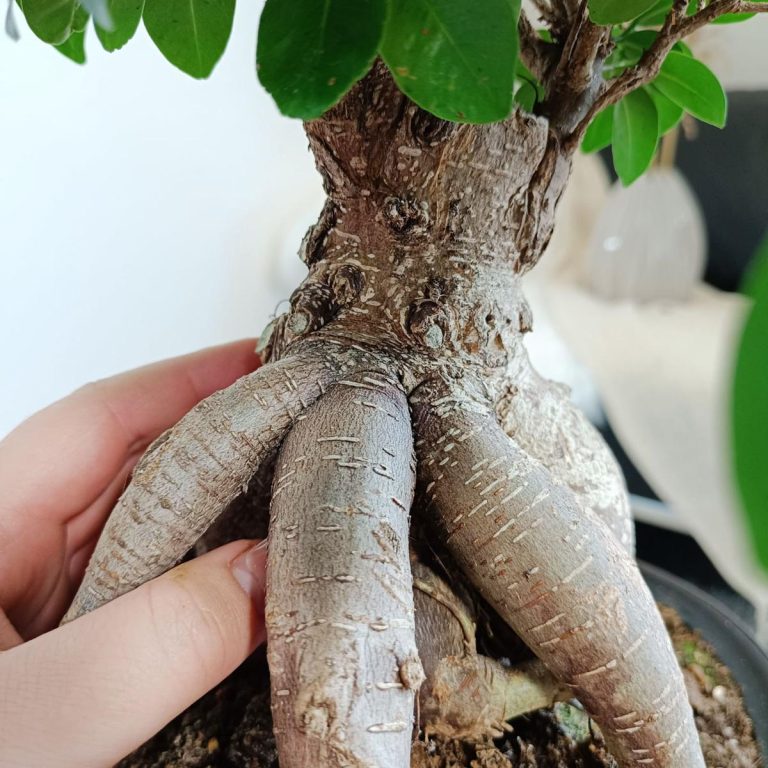 Bonsai figowiec tępolistny (Ficus Microcarpa 'Ginseng') w donicy 45cm