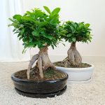 Bonsai figowiec tępolistny (Ficus Microcarpa 'Ginseng') w donicy 45cm