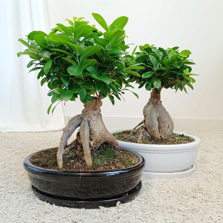 Bonsai figowiec tępolistny (Ficus Microcarpa 'Ginseng') w donicy 45cm