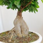 Bonsai figowiec tępolistny (Ficus Microcarpa 'Ginseng') w donicy 45cm