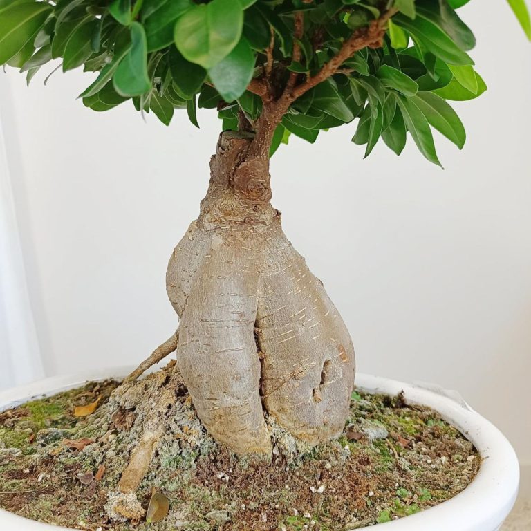 Bonsai figowiec tępolistny (Ficus Microcarpa 'Ginseng') w donicy 45cm