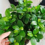 Bonsai figowiec tępolistny (Ficus Microcarpa 'Ginseng') w donicy 45cm