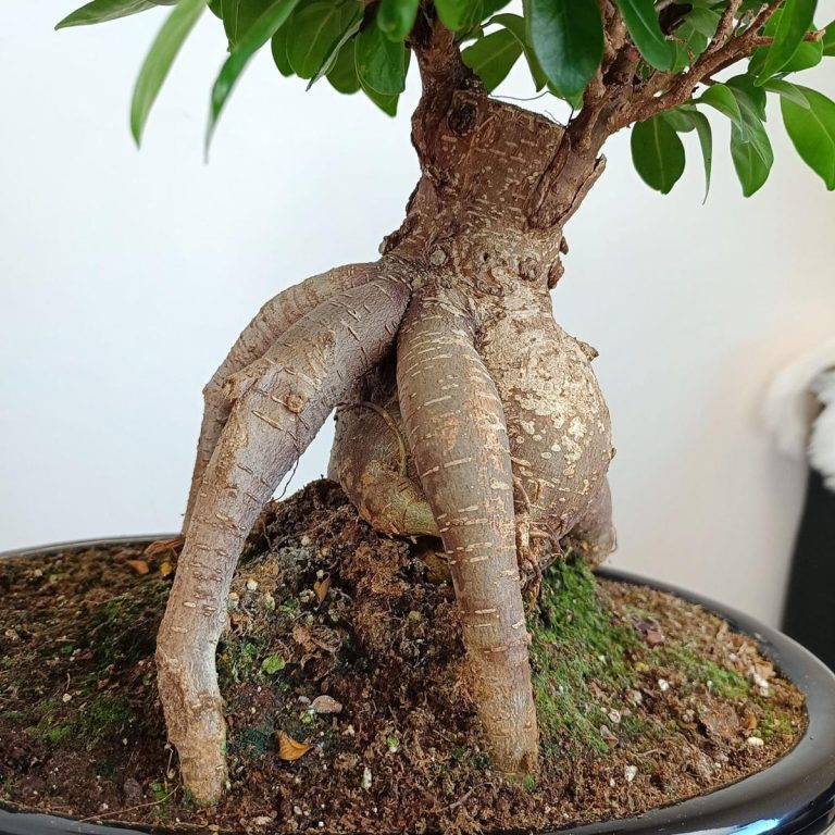 Bonsai figowiec tępolistny (Ficus Microcarpa 'Ginseng') w donicy 45cm