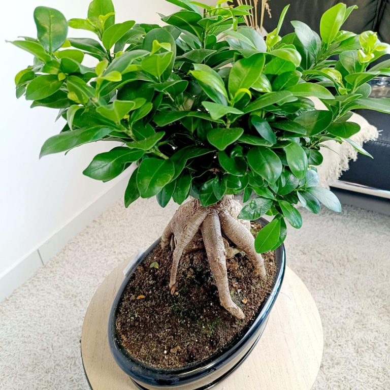 Bonsai figowiec tępolistny (Ficus Microcarpa 'Ginseng') w donicy 45cm