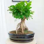 Bonsai figowiec tępolistny (Ficus Microcarpa 'Ginseng') w donicy 40cm