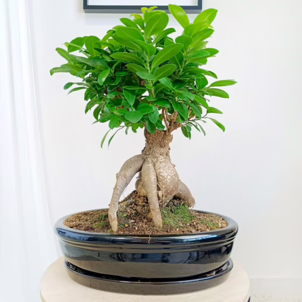 Bonsai figowiec tępolistny (Ficus Microcarpa 'Ginseng') w donicy 40-45cm
