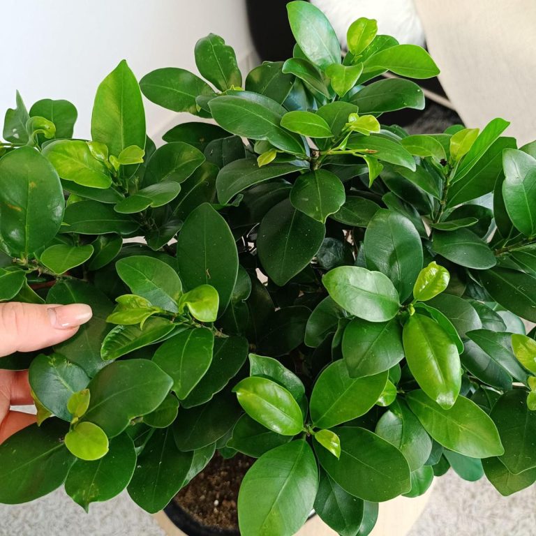 Bonsai figowiec tępolistny (Ficus Microcarpa 'Ginseng') w donicy 45cm