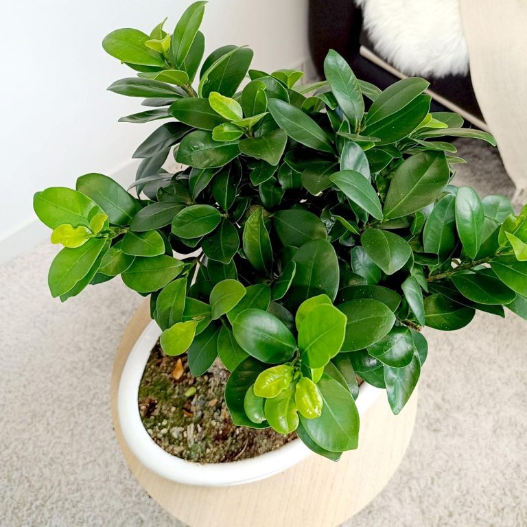 Bonsai figowiec tępolistny (Ficus Microcarpa 'Ginseng') w donicy 45cm