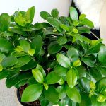 Bonsai figowiec tępolistny (Ficus Microcarpa 'Ginseng') w donicy 45cm