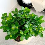 Bonsai figowiec tępolistny (Ficus Microcarpa 'Ginseng') w donicy 45cm