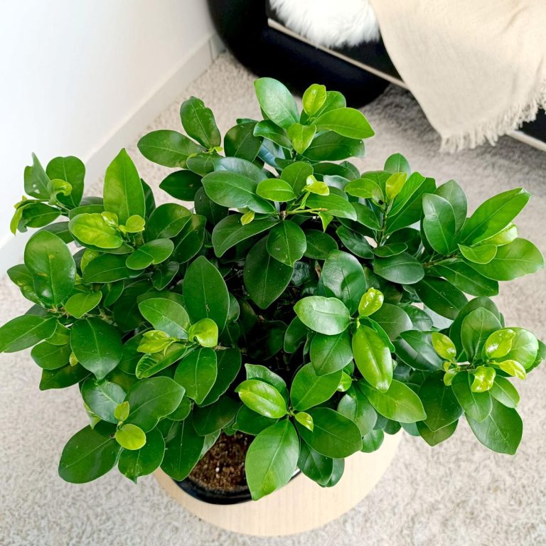 Bonsai figowiec tępolistny (Ficus Microcarpa 'Ginseng') w donicy 45cm