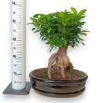 Bonsai figowiec tępolistny (Ficus Microcarpa 'Ginseng') w donicy 45cm
