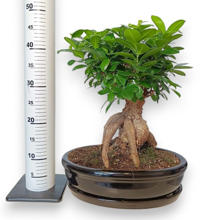Bonsai figowiec tępolistny (Ficus Microcarpa 'Ginseng') w donicy 45cm