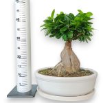 Bonsai figowiec tępolistny (Ficus Microcarpa 'Ginseng') w donicy 45cm