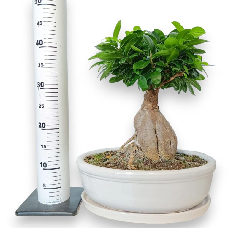 Bonsai figowiec tępolistny (Ficus Microcarpa 'Ginseng') w donicy 45cm