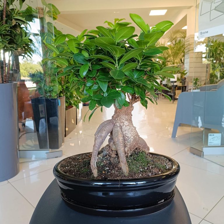 Bonsai figowiec tępolistny (Ficus Microcarpa 'Ginseng') w donicy 45cm