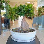 Bonsai figowiec tępolistny (Ficus Microcarpa 'Ginseng') w donicy 45cm