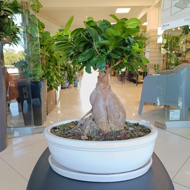Bonsai figowiec tępolistny (Ficus Microcarpa 'Ginseng') w donicy 45cm